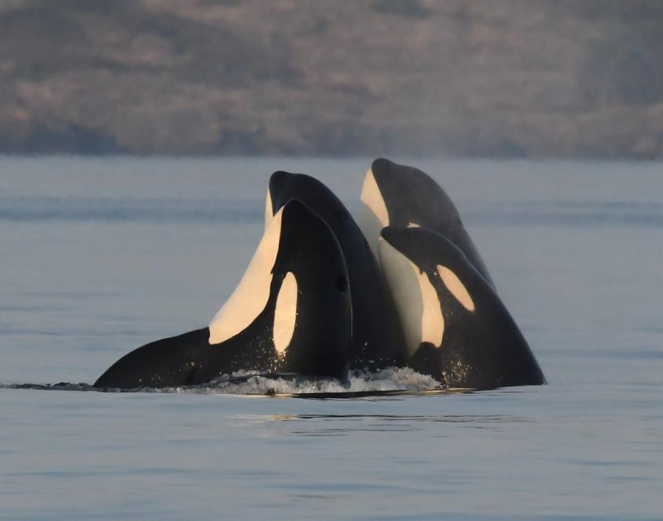 Killer whales are highly intelligent apex predators (PA)