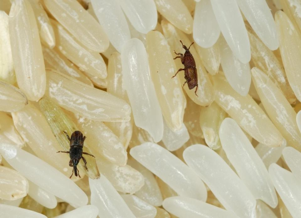 weevils on grains of rice