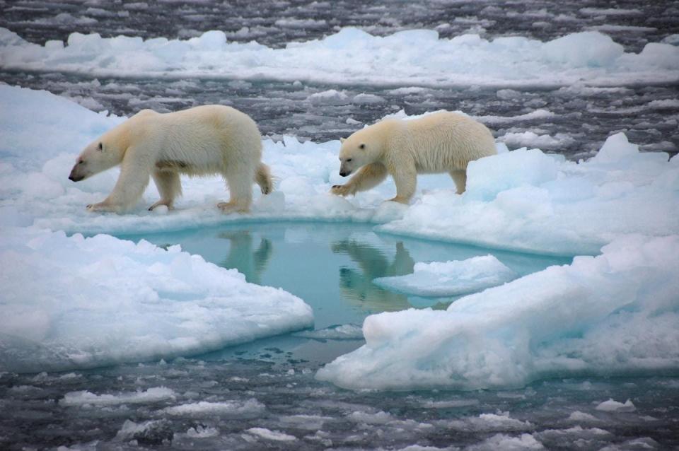 Polar bears walk on Arctic sea ice. Sea ice cover is a hunting ground and habitat for polar bears and seals and keeps the Arctic cool by reflecting sunlight.