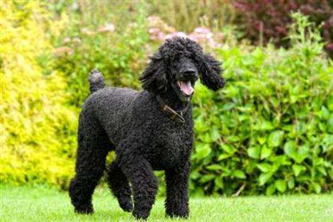 are toy poodles just as smart as standard poodles