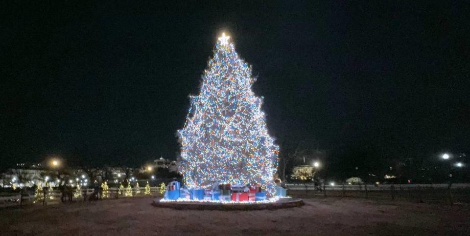 平均每棵聖誕樹要長八到十年才能達到市場尺寸，而在大商場或廣場的巨型聖誕樹，一般要成長十幾年甚至數十年。圖為2023年的白宮聖誕樹。（記者張筠／攝影）