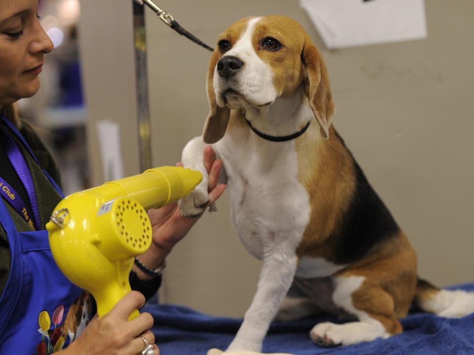 beagle pampered