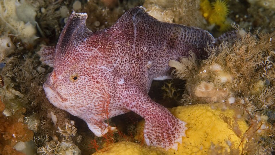 The Ziebell's handfish is the most elusive of the three pecies, with no confirmed sightings since 2007. - Andrew Green