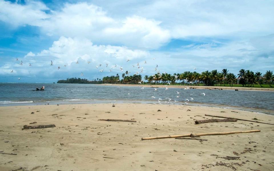 <p>Along the shores of Río Espíritu Santo, migratory birds enjoy newly formed tide pools as sandpipers run along in the sand.</p>