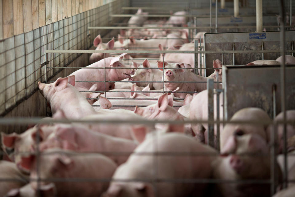 Pigs on a farm in Polo, Illinois.&nbsp;In the U.S., farm animals consume around 60 percent of all medically important antibiotics. (Photo: Daniel Acker/Reuters)
