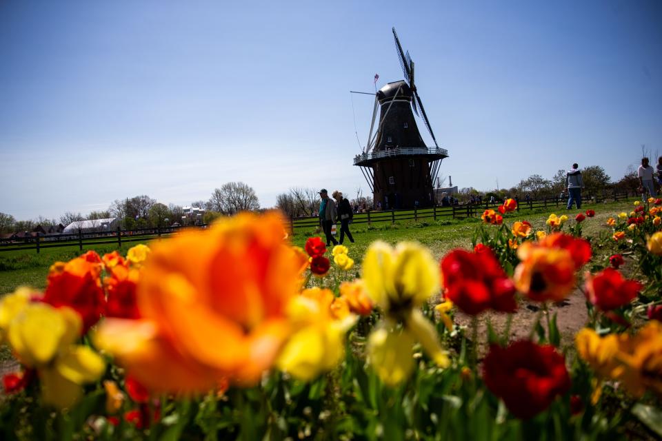 Visitors walk through fields of tulips Monday, May 9, at Windmill Island Gardens.