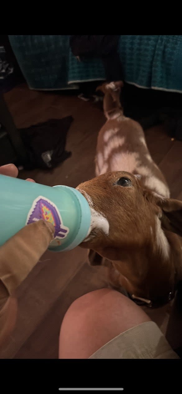 Bruce the goat was bottle fed and wore diapers when he was first gifted to nine-year-old Louise May Lewis. 