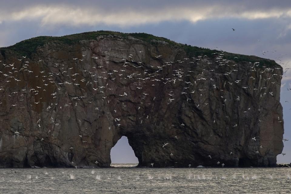 Northern gannets dive for fish near Perce Rock just after sunrise in Perce, Quebec, Canada, on Sept. 15, 2022. Experts say there's little question that global warming is reshaping the lives of northern gannets by driving fish deeper into cooler waters and sometimes beyond their reach. (AP Photo/Carolyn Kaster)