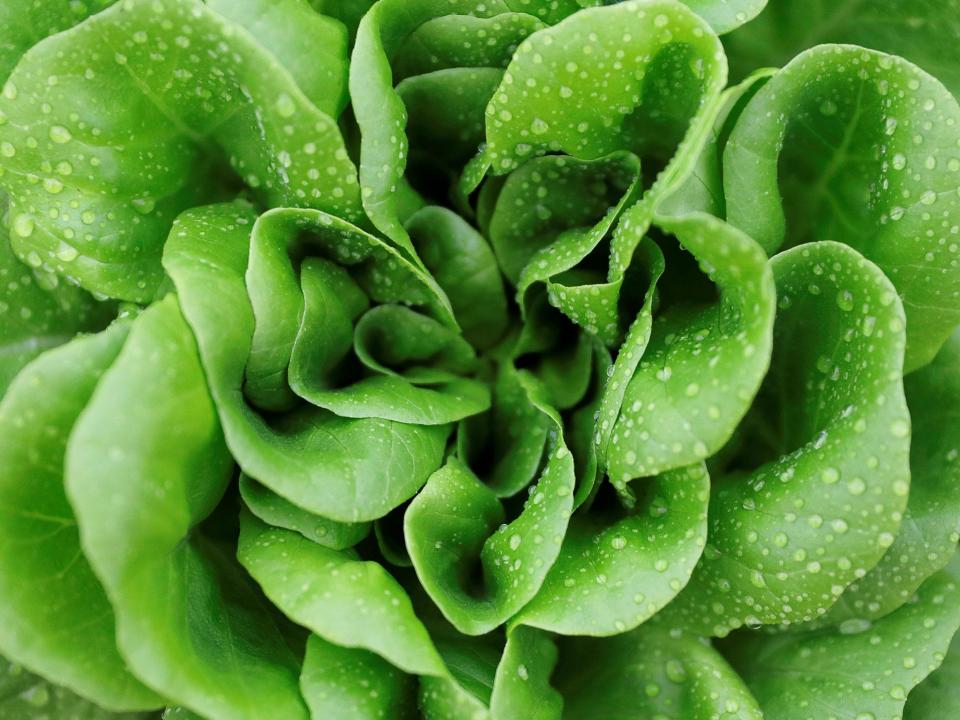 Lettuce and rocket are some of the easiest foodstuffs to grow at home all year round: Reuters