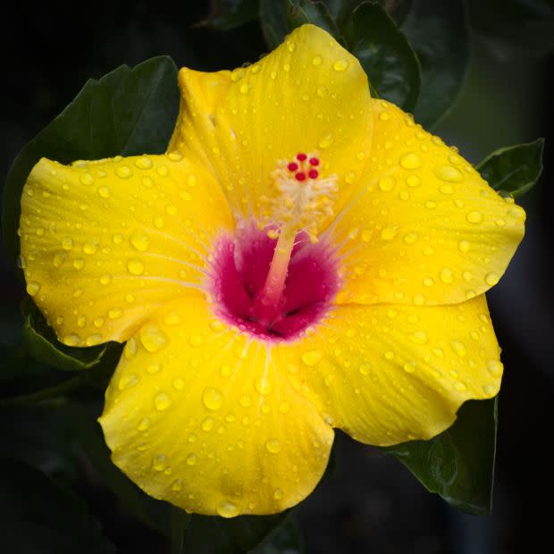 Yellow hibiscus, the Hawaii state flower<p><a href="https://unsplash.com/photos/6P8eVsq01n4" rel="nofollow noopener" target="_blank" data-ylk="slk:GraceHues Photography via UnSplash;elm:context_link;itc:0;sec:content-canvas" class="link ">GraceHues Photography via UnSplash</a></p>