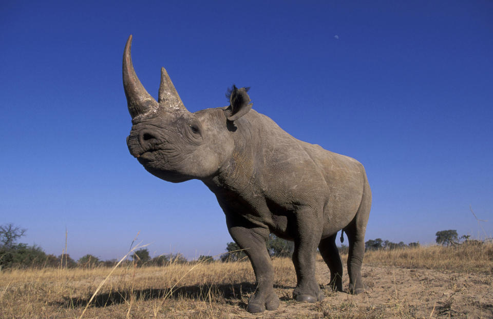 Closeup of a rhino