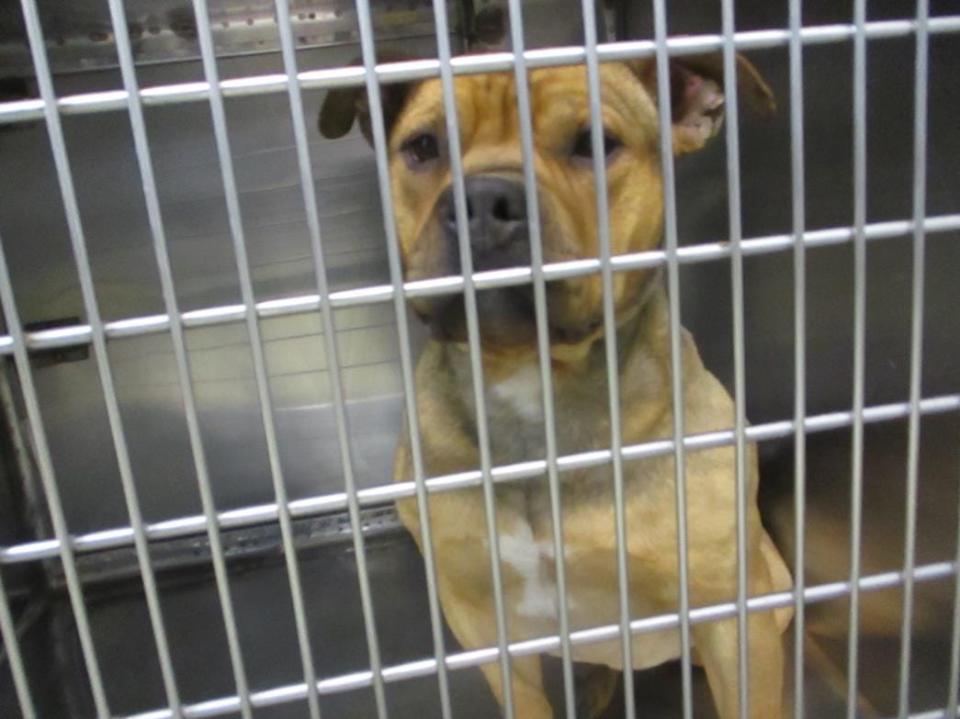 2 Step is a male, 2-year-old American bulldog mix at the Oklahoma City Animal Shelter.