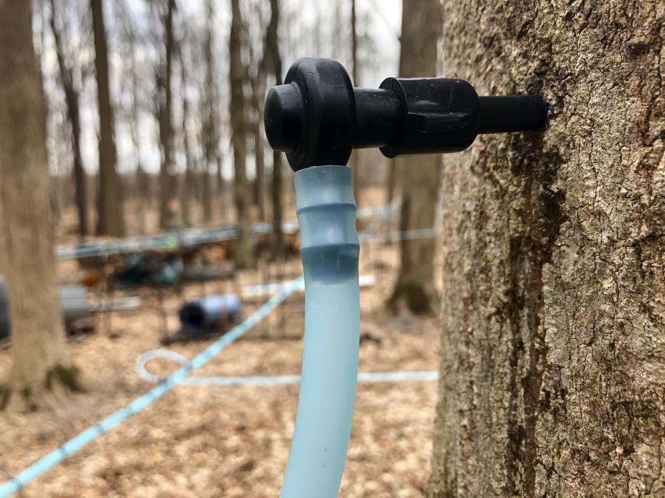 Tree tapping will begin this weekend at Bendix Woods County Park in New Carlisle.