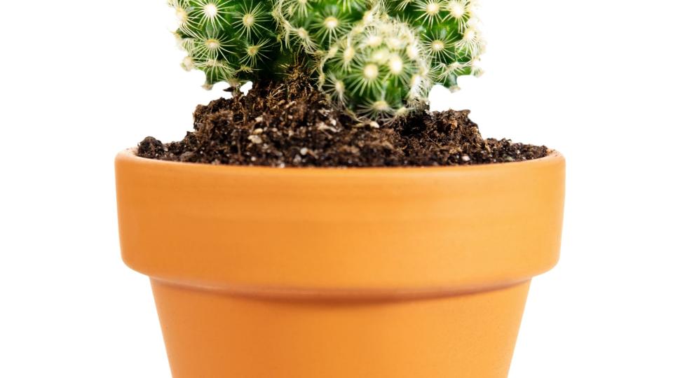 miniature potted cactus mammillaria elongata or gold lace cactus isolated in a pot
