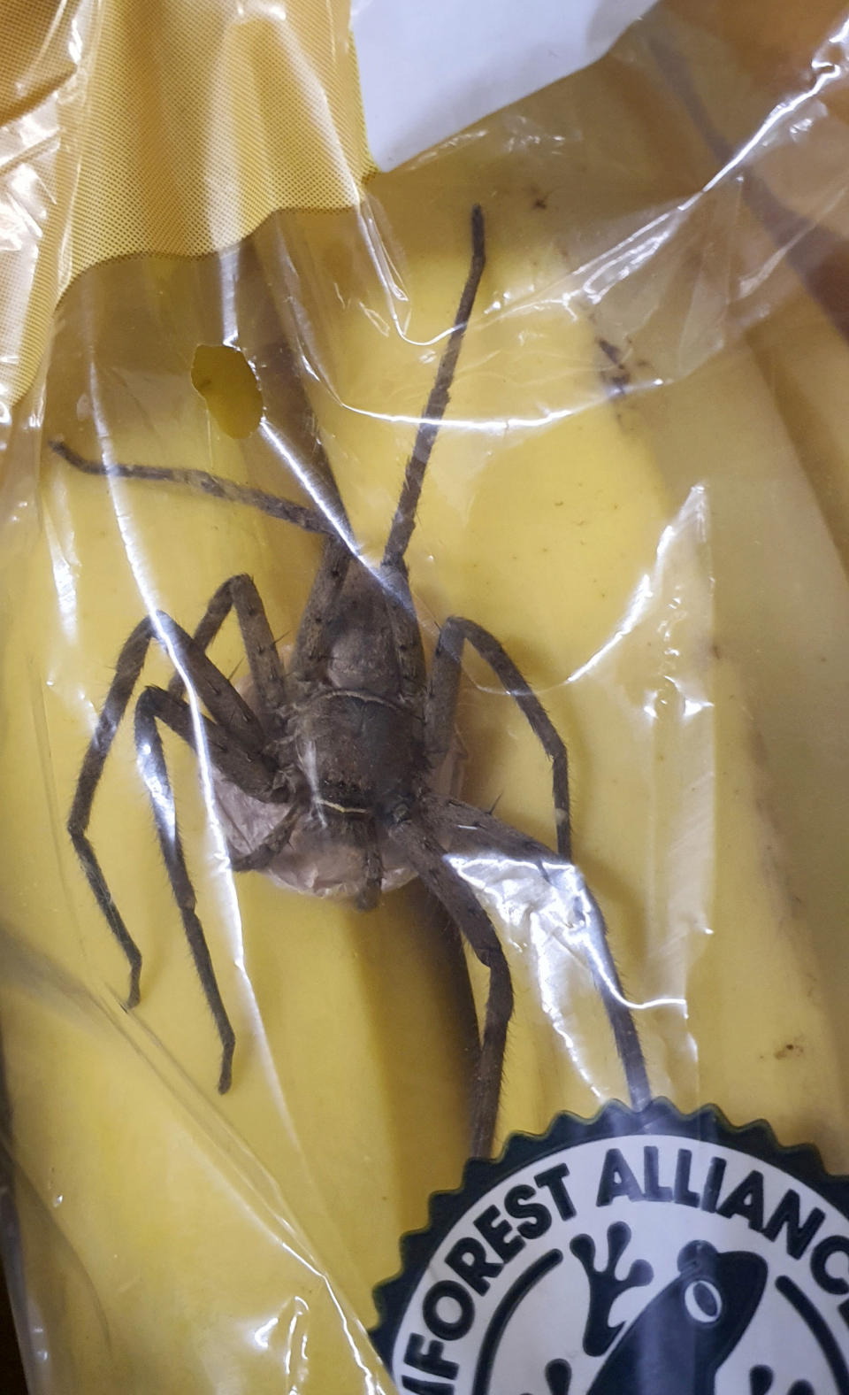 The spider was clutching an egg sack. (Caters)