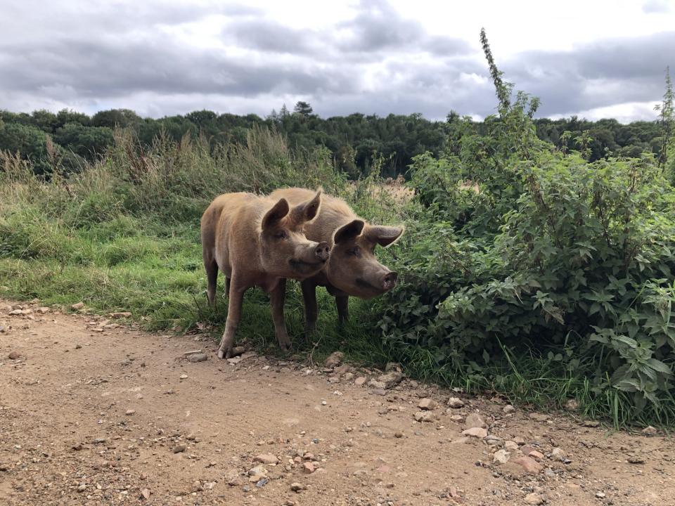 Tamworth pigs which roam the rewilding estate (Emily Beament/PA)