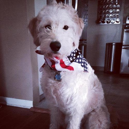 fourth of july dog