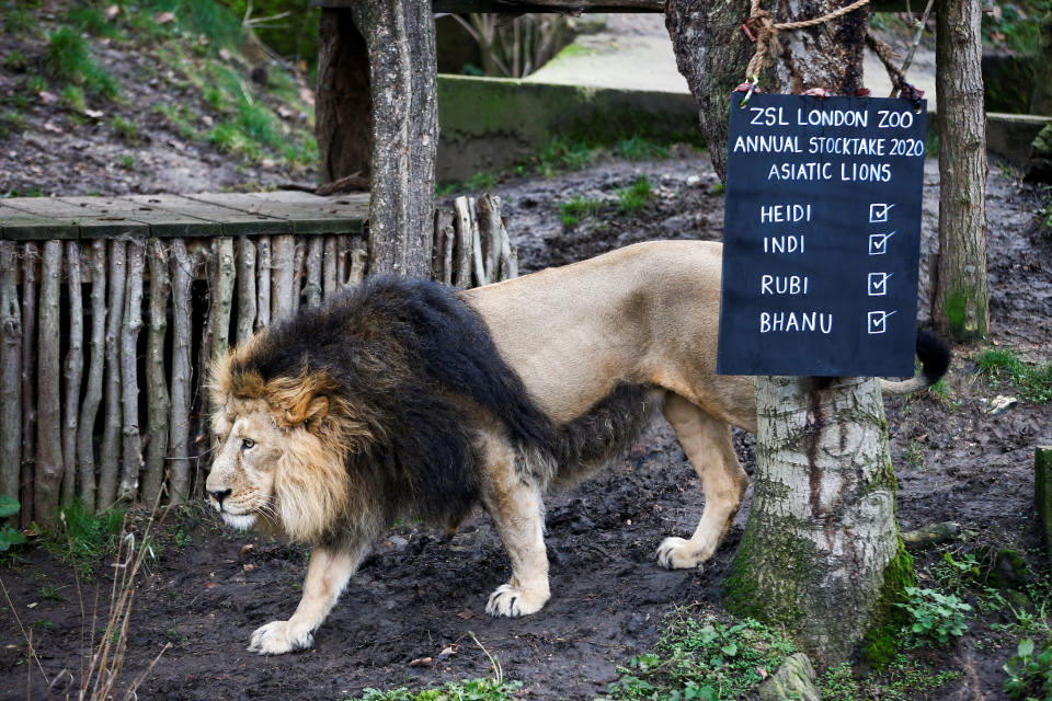 BRITAIN-ZOO/STOCKTAKE