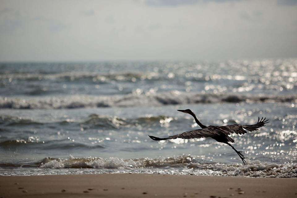 A heron takes flight from the beach at Boca Chica State Park near the village of Boca Chica in Brownsville, Texas, U.S., on Aug. 27, 2015. SpaceX's plan to construct the world's first commercial spaceport adjacent to the beach prompted fears about the welfare of local wildlife.<span class="copyright">Luke Sharrett/Bloomberg—Getty Images</span>