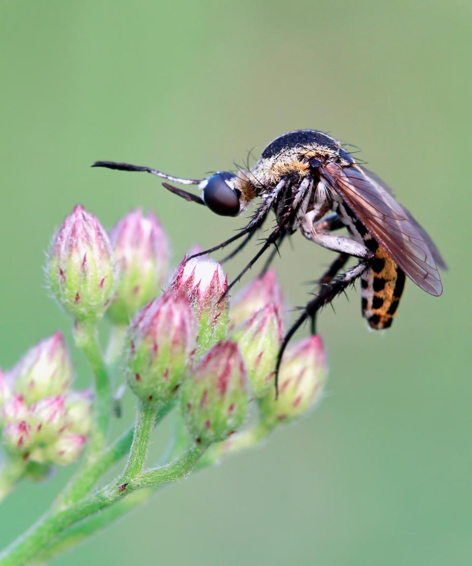 Mosquito on  flower