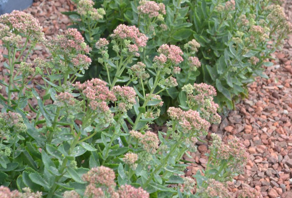 Sedum infected with powdery mildew display white to gray powdery spots on the leaves and stems.