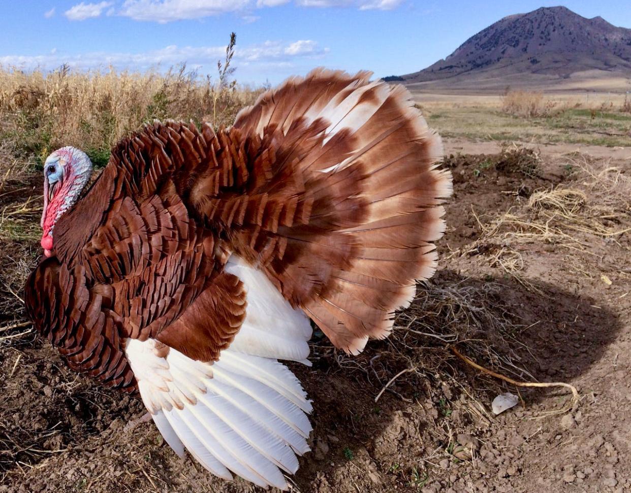 A fully grown Bourbon Red heritage tom turkey stands in a pasture at Bear Butte Gardens, a small organic farm operation located not far from Bear Butte State Park just east of Sturgis.