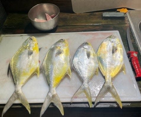 Marco's pompano, before ....