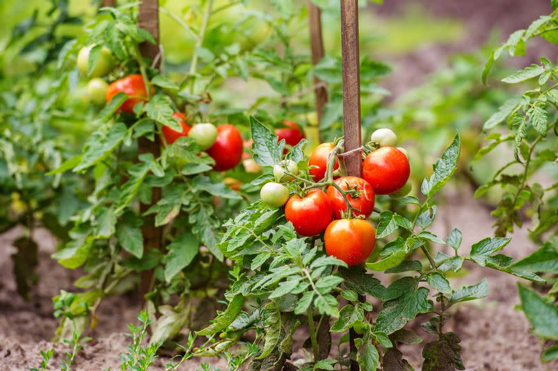 Ripe tomatoes growing on the branches