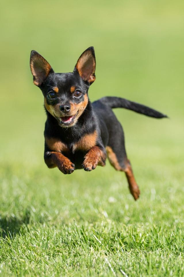 43 Best Small Dog Breeds — Popular Toy Breed Dogs for Tiny Spaces