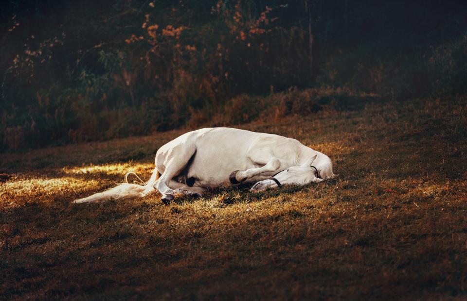 英國根西島有寵物馬太愛睡覺，卻被路人誤會遭主人虐待。（示意圖，圖取自Pexels）