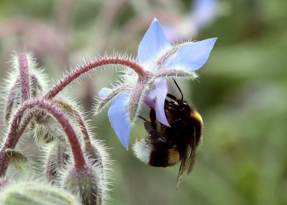 A bumblebee gathers pollen on a flower on July 13, 2013 in the suburbs of Paris. (JACQUES DEMARTHON/AFP/Getty Images)