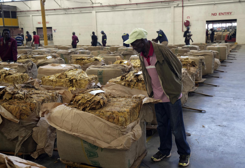 A farmer inspects the price of tobacco during the opening of the tobacco selling season in Harare, Zimbabwe, Wednesday, March 13, 2024. Zimbabwe one of the worlds largest tobacco producers, on Wednesday opened its tobacco selling season. Officials and farmers said harvests and the quality of the crop declined due to a drought blamed on climate change and worsened by the El Niño weather phenomenon.(AP Photo/Tsvangirayi Mukwazhi)