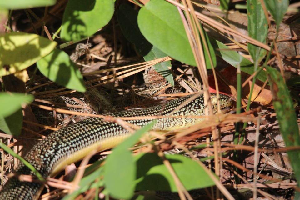 The Eastern glass lizard is one of three legless lizards that can be found in North Carolina.