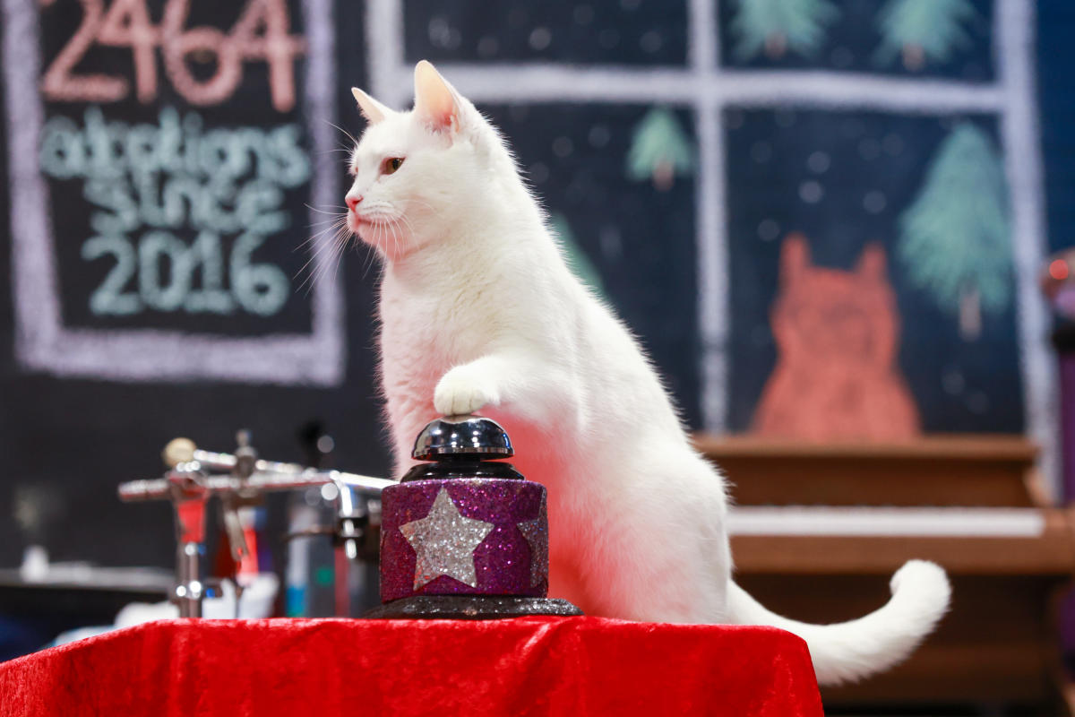 Pictures Amazing AcroCats share training techniques at Orlando Cat Cafe