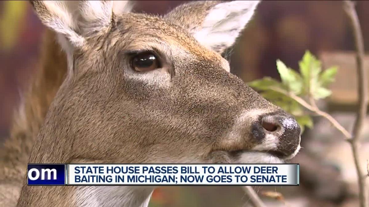 Michigan House approves bill to lift ban on deer baiting, legislation