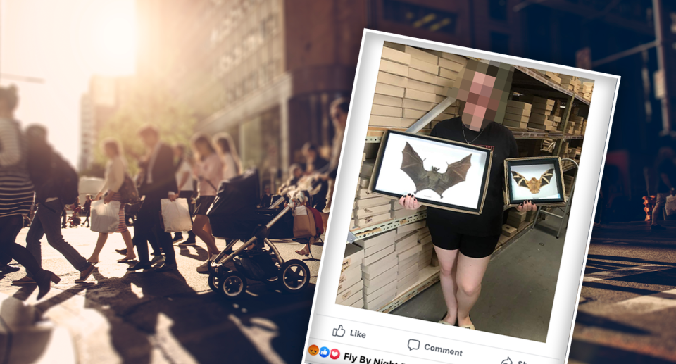Background - a Getty image of a crowd in Sydney. Inset - a woman holding two framed bats in a Facebook post
