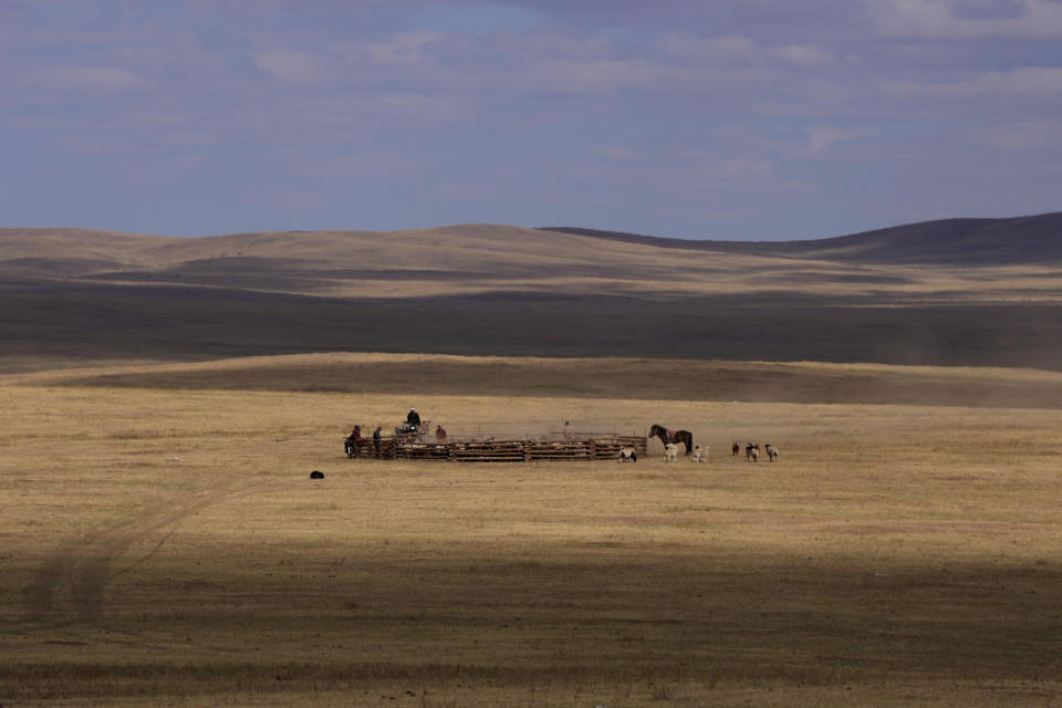 Lkhaebum, 71, checks some of his animals which mixed with a neighboring herd in the Munkh-Khaan region of the Sukhbaatar district in southeast Mongolia, Tuesday, May 16, 2023. (AP Photo/Manish Swarup)