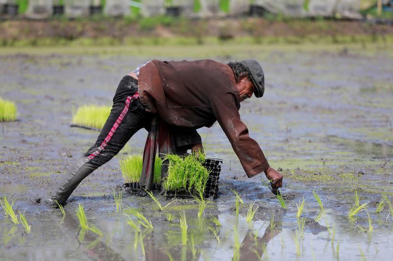 FILE PHOTO: A worker cultivates rice plants at Sompot Tubcharoen's farm in Bangkok