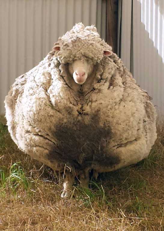 A sheep pictured after being found on the outskirts of Canberra in a photo obtained on September 2, 2015 from the RSPCA. Animal welfare officers put out an appeal for shearers after finding the sheep with wool so overgrown its life was in danger