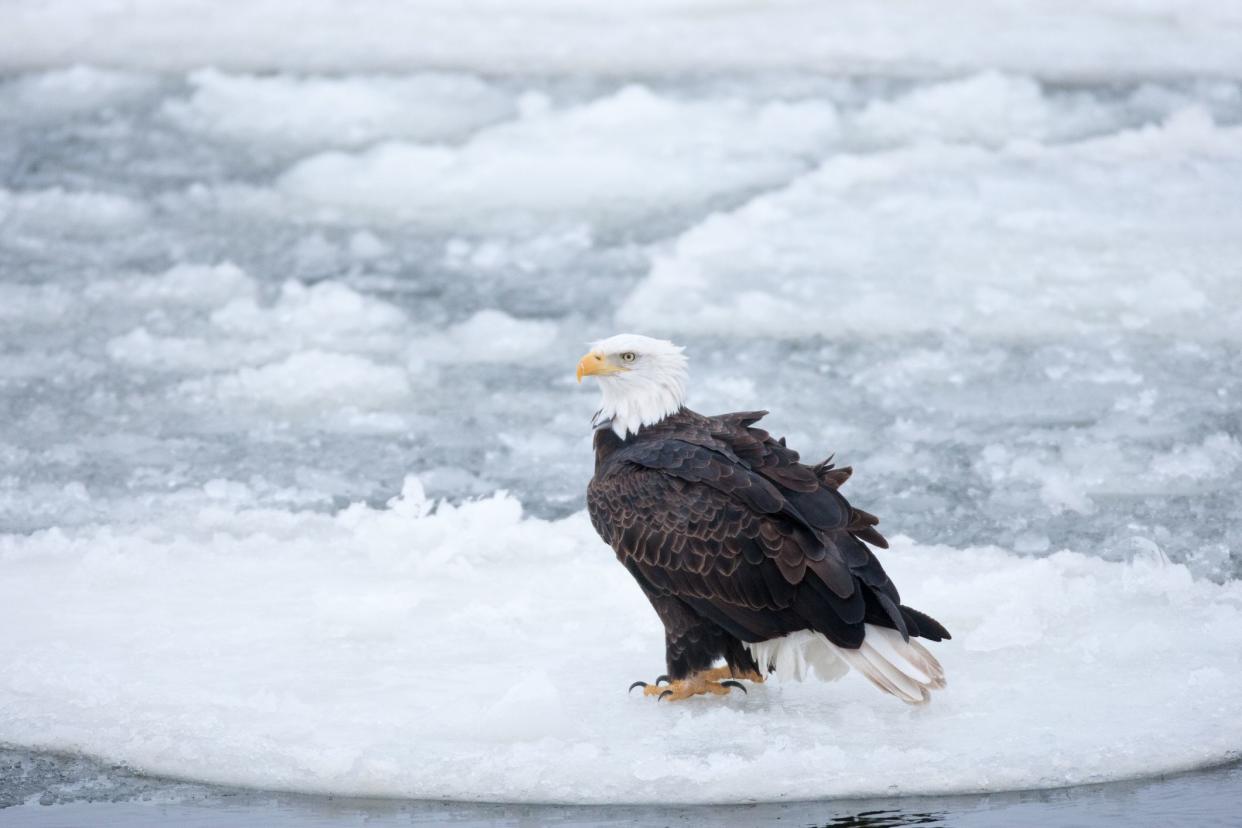 Bald eagle on ice flow in Mississippi River