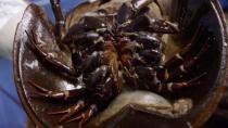 Technician holds a horseshoe crab at a Lonza biotech facility on Maryland's Eastern shore