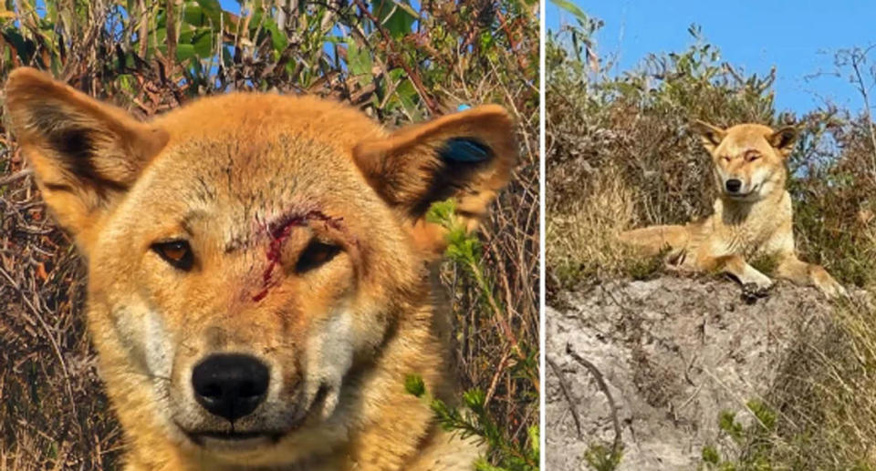 Dingos on Fraser island