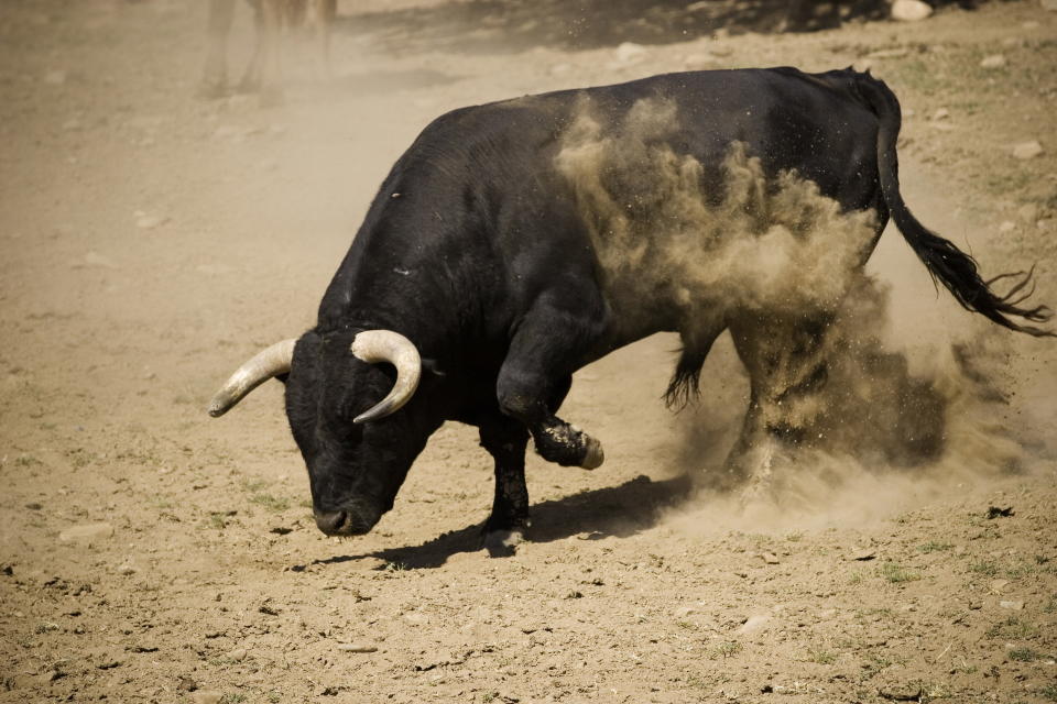 Bull Pawing the Ground (Photo by: Digital Light Source/Universal Images Group via Getty Images)