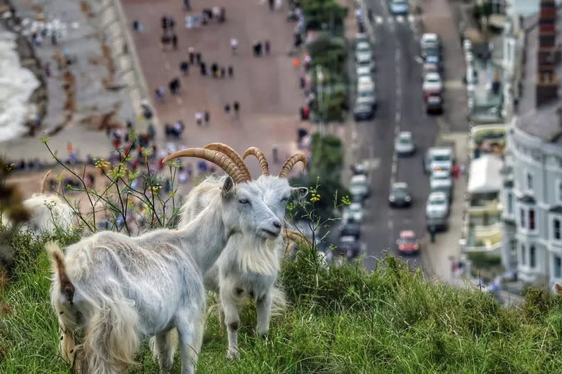 During summer the Kashmiri goats tend to return to the Great Orme