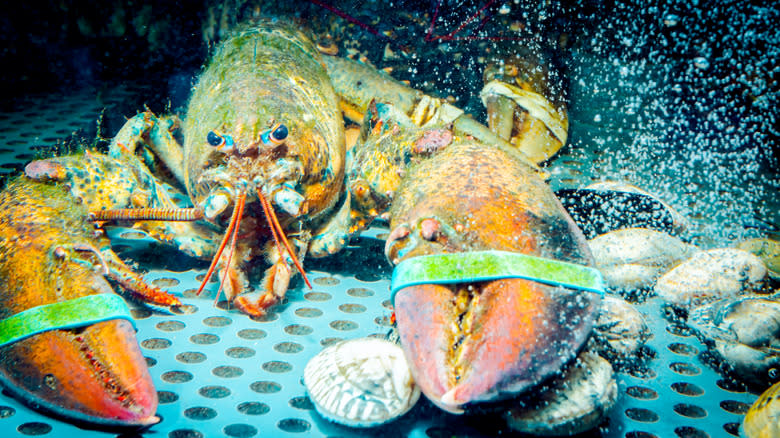 banded claw lobster in tank