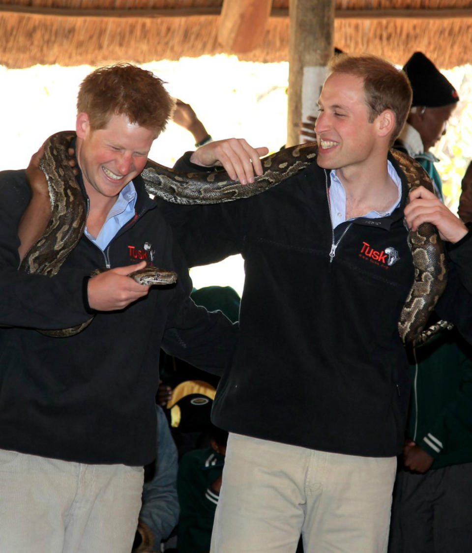 <p>Durante un viaje a Botsuana en junio de 2010, se atrevieron a ponerse una serpiente pitón en el cuello. Eso sí, parece que Harry lo pasó bastante peor que Guillermo. (Foto: Chris Jackson / Getty Images). </p>