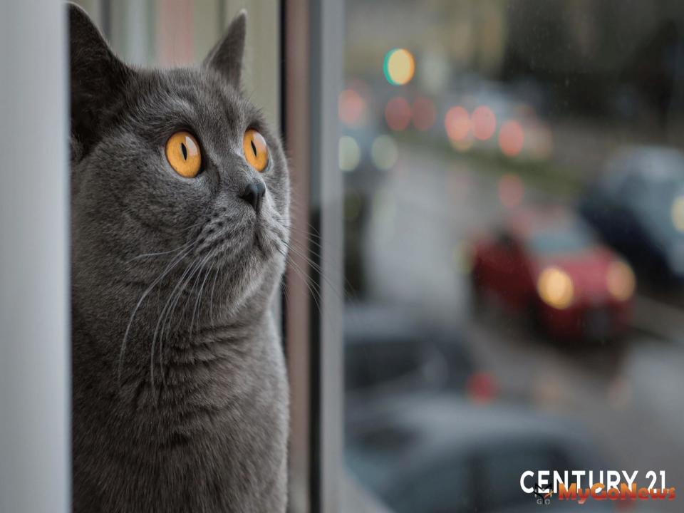 ▲貓咪擁有強烈的好奇心，喜歡眺望窗邊。(圖/21世紀不動產)