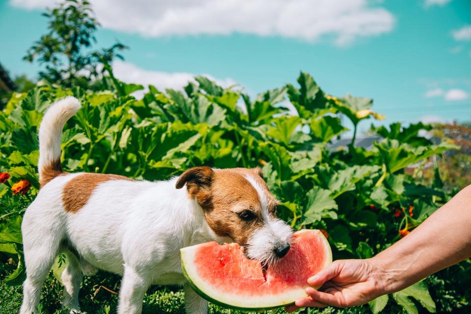 jack russell terrier eating watermelon