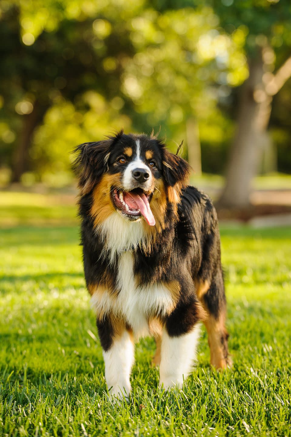 1) Bernese Mountain Dog