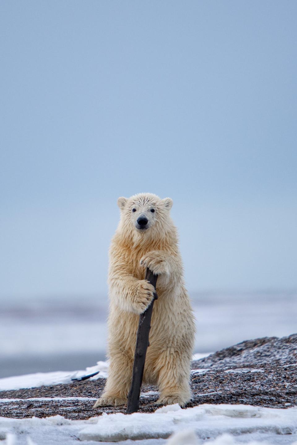 "The Cabaret Bear" by Khurram Khan